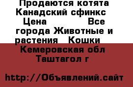 Продаются котята Канадский сфинкс › Цена ­ 15 000 - Все города Животные и растения » Кошки   . Кемеровская обл.,Таштагол г.